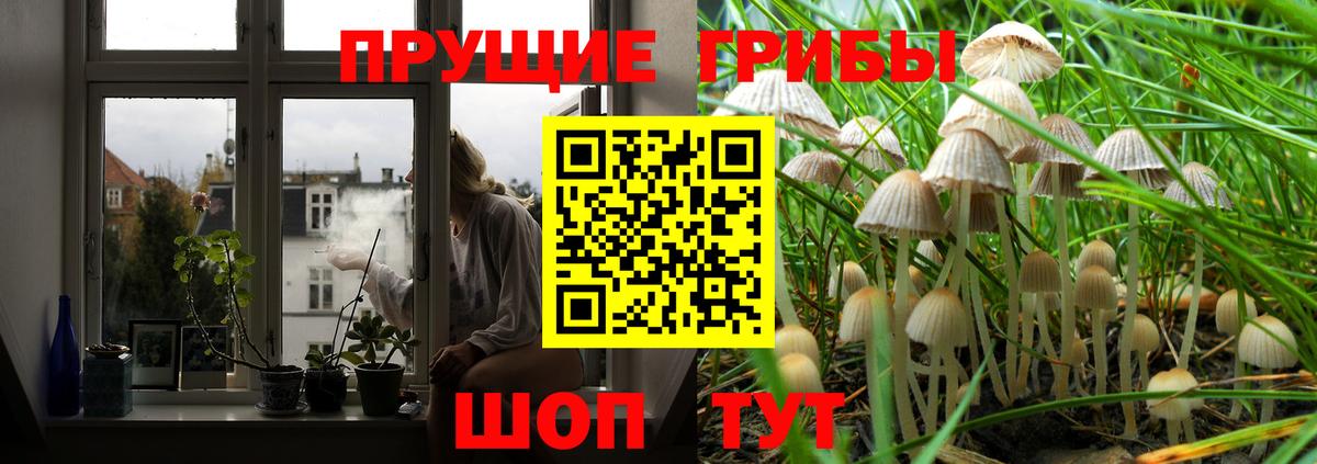 Галлюциногенные грибы Psilocybine cubensis  Вход с VPN  Кулебаки 